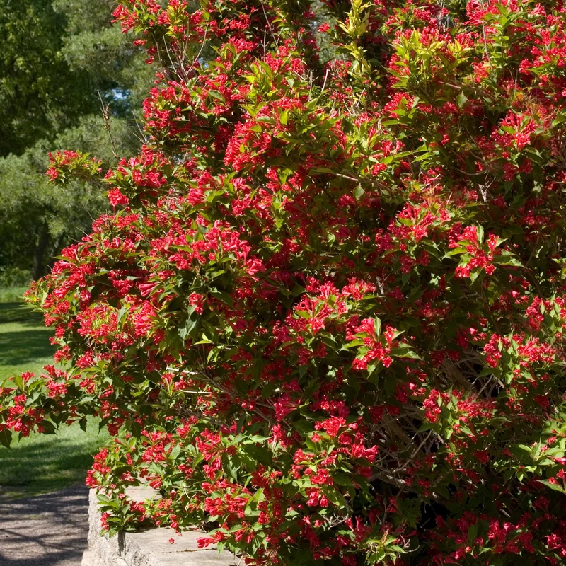 Weigela 'Red Prince'