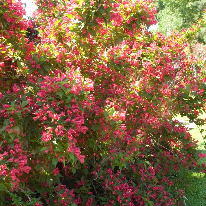 Weigela 'Red Prince'