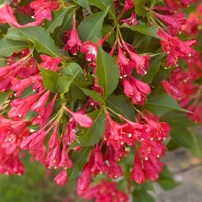 Weigela 'Red Prince'