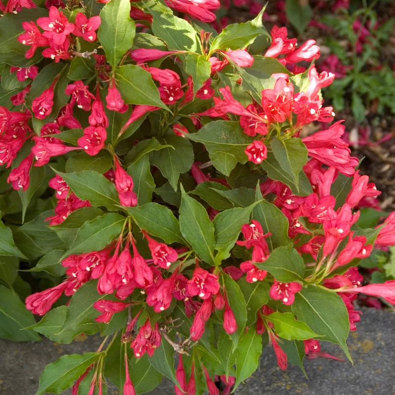 Weigela 'Red Prince'