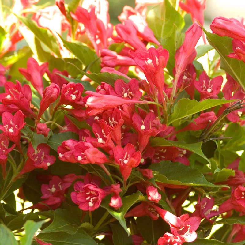 Weigela 'Red Prince'