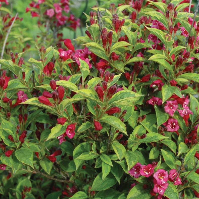 Weigela FRENCH LACE™