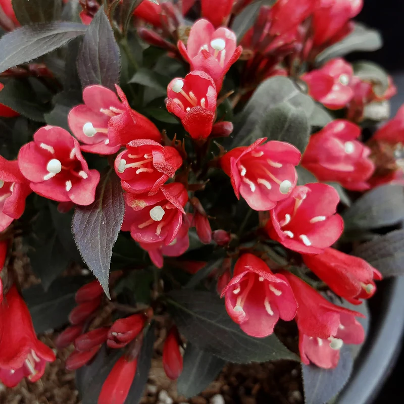 Weigela florida Electric Love™ – Weigela 'Electric Love'