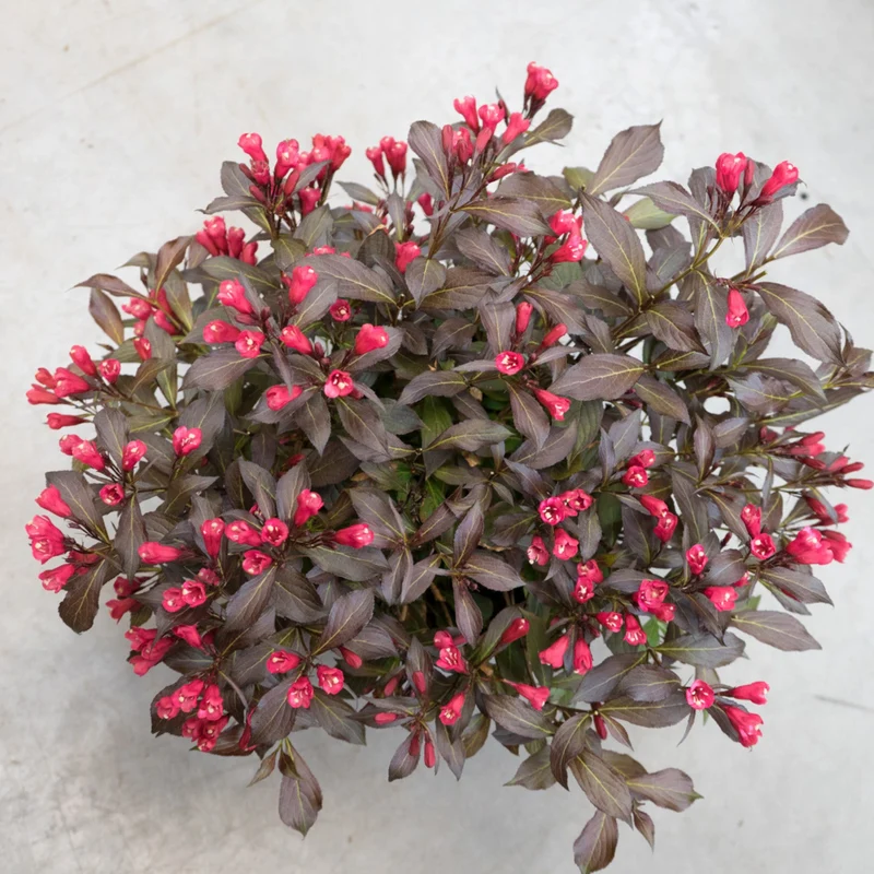 Weigela florida Electric Love™ – Weigela 'Electric Love'
