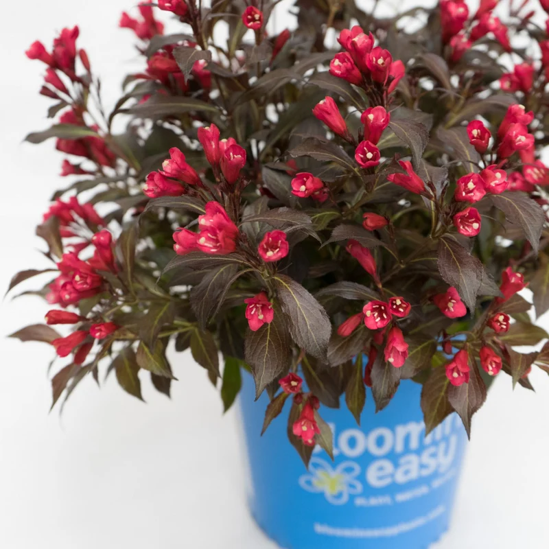 Weigela florida Electric Love™ – Weigela 'Electric Love'
