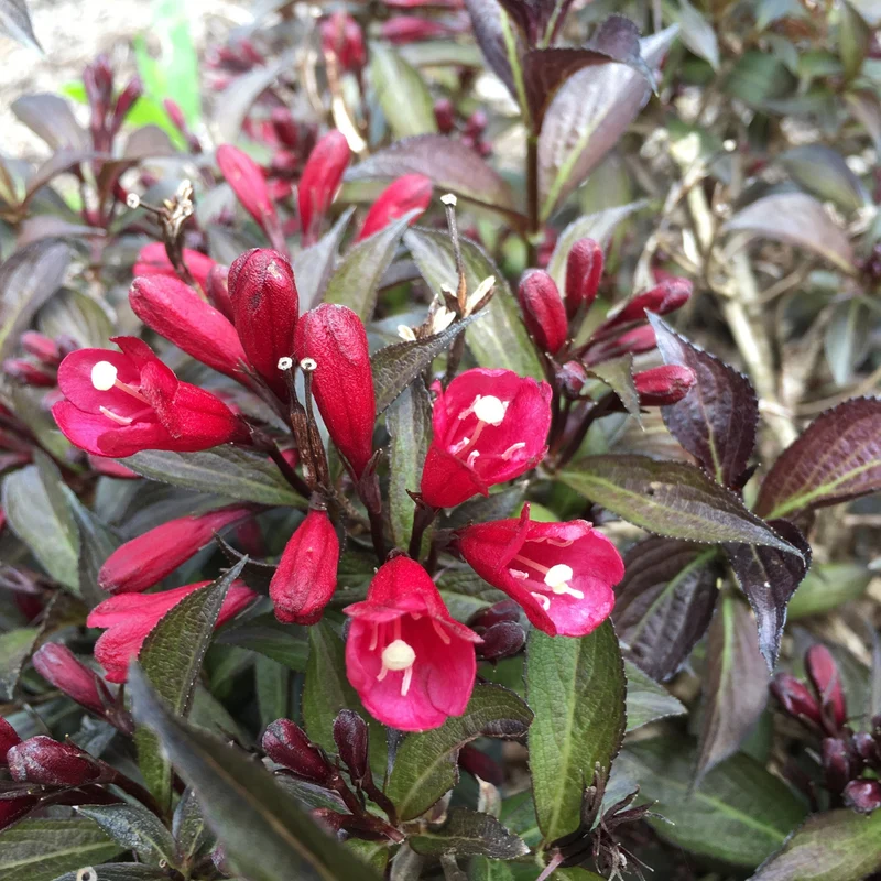 Weigela florida Electric Love™ – Weigela 'Electric Love'
