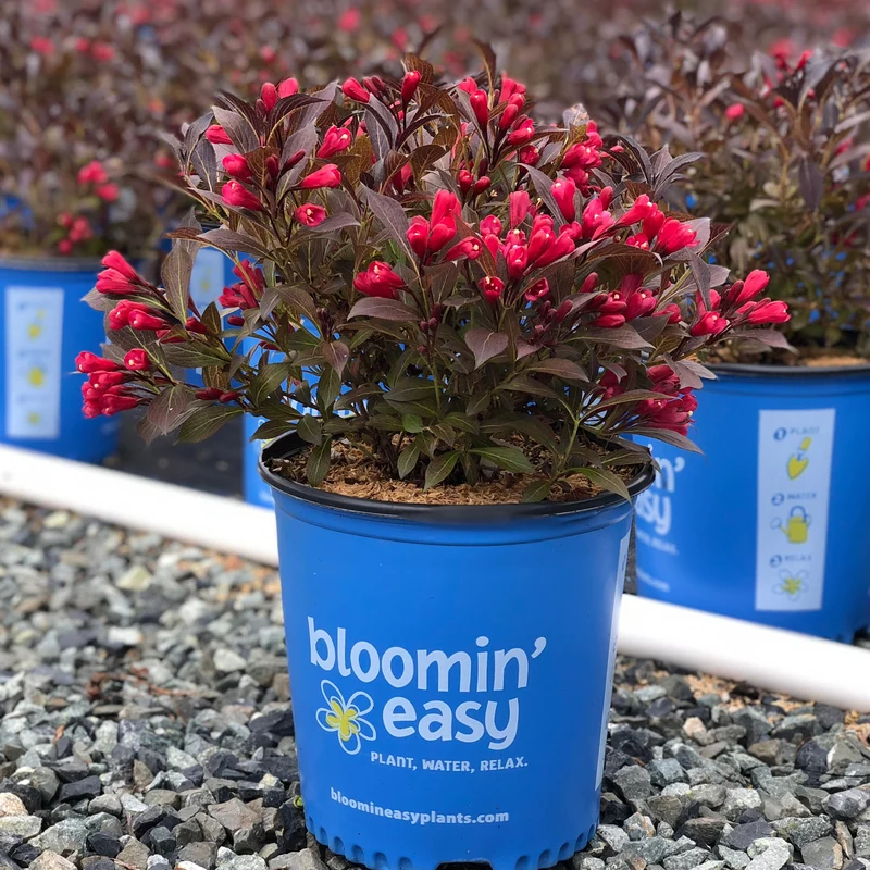 Weigela florida Electric Love™ – Weigela 'Electric Love'