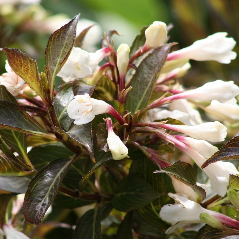 Weigela BLACK AND WHITE®