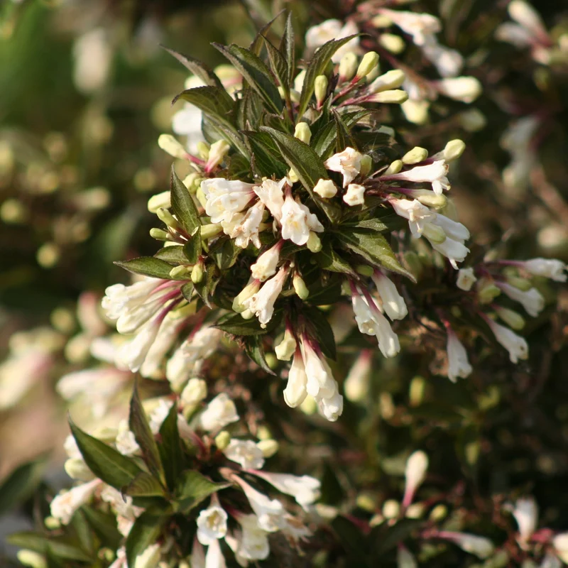 Weigela BLACK AND WHITE®