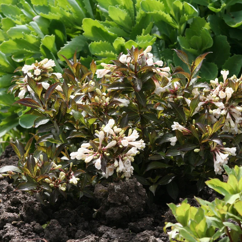 Weigela BLACK AND WHITE®
