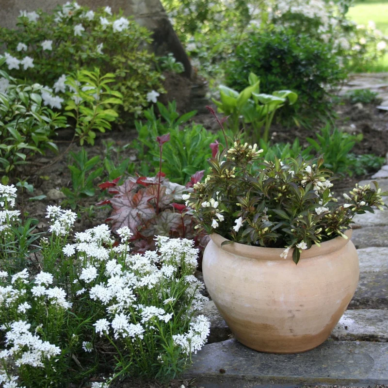 Weigela BLACK AND WHITE®