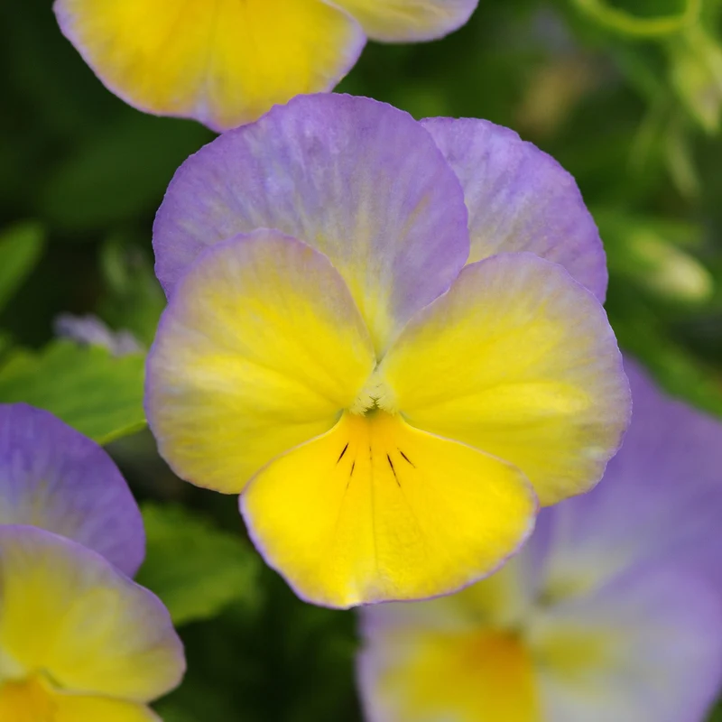 Viola cornuta 'Halo Lemon Frost' – Pensée cornue (Violette cornue)
