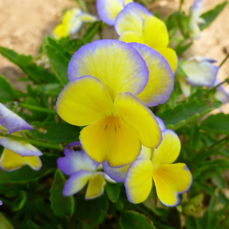 Viola cornuta 'Halo Lemon Frost' – Pensée cornue (Violette cornue)