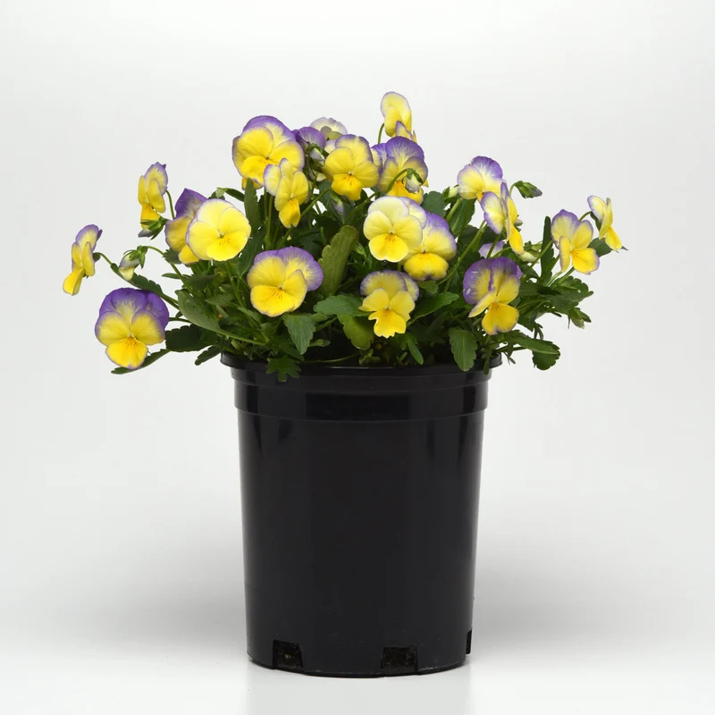 Viola cornuta 'Halo Lemon Frost' – Pensée cornue (Violette cornue)