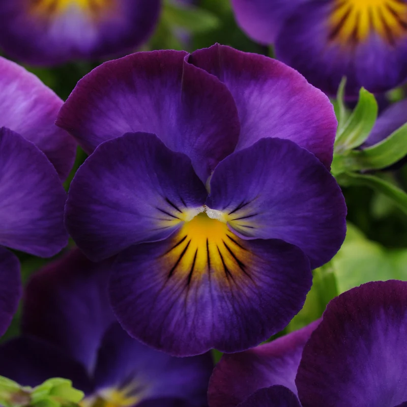 Viola cornuta 'Halo™ Violet' – Pensée cornue (Violette cornue)