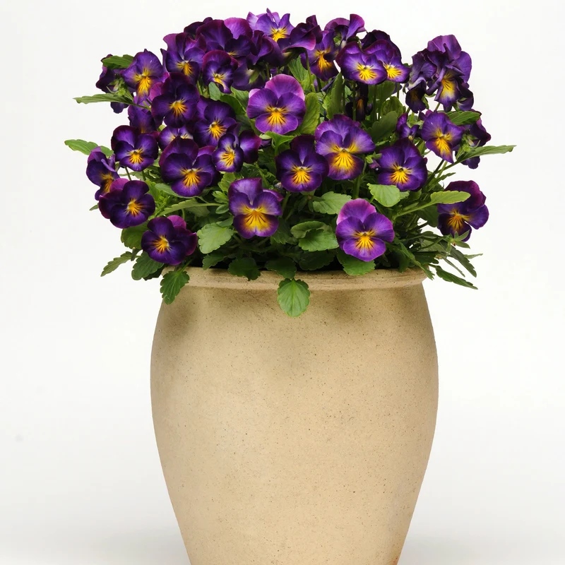 Viola cornuta 'Halo™ Violet' – Pensée cornue (Violette cornue)