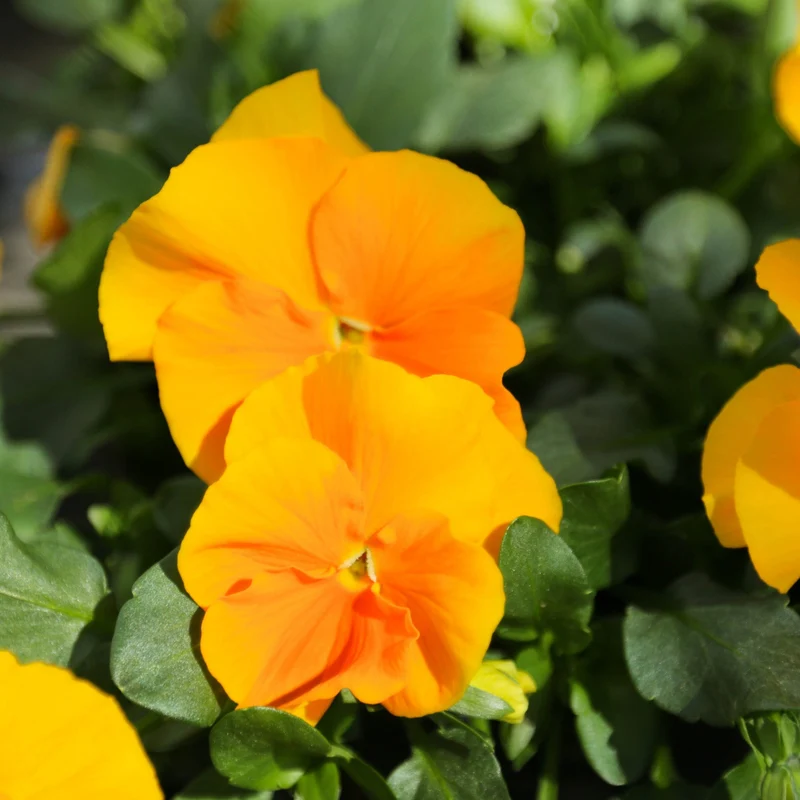 Viola cornuta 'Halo™ Golden Yellow' – Pensée cornue (Violette cornue)