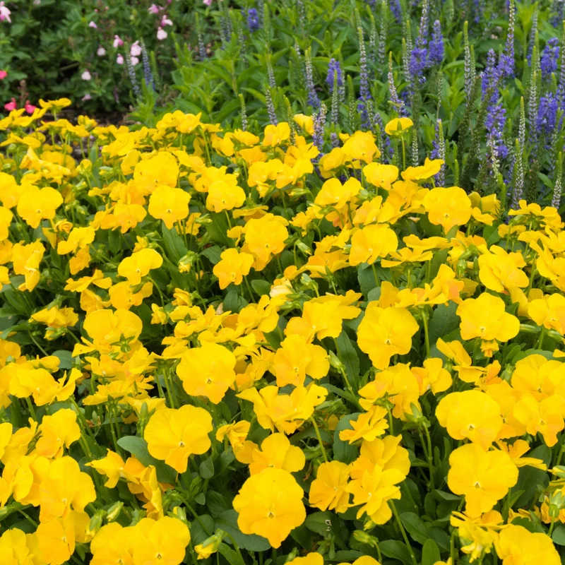 Viola cornuta 'Halo™ Golden Yellow' – Pensée cornue (Violette cornue)