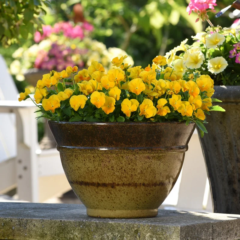 Viola cornuta 'Halo™ Golden Yellow' – Pensée cornue (Violette cornue)