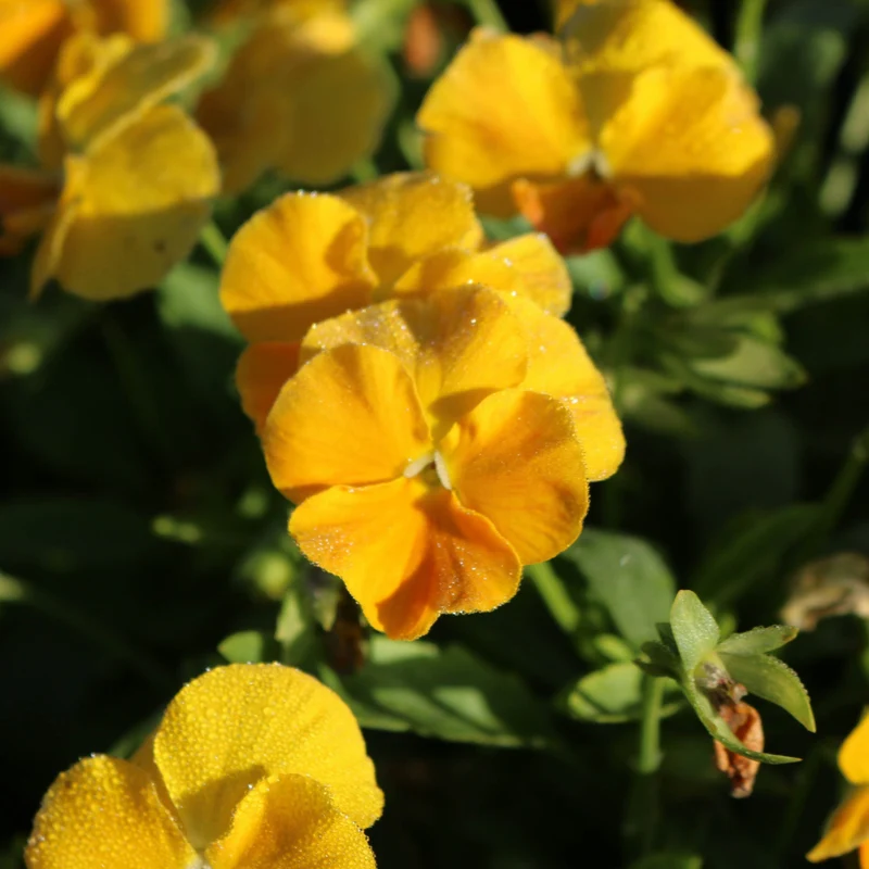 Viola cornuta 'Halo™ Golden Yellow' – Pensée cornue (Violette cornue)