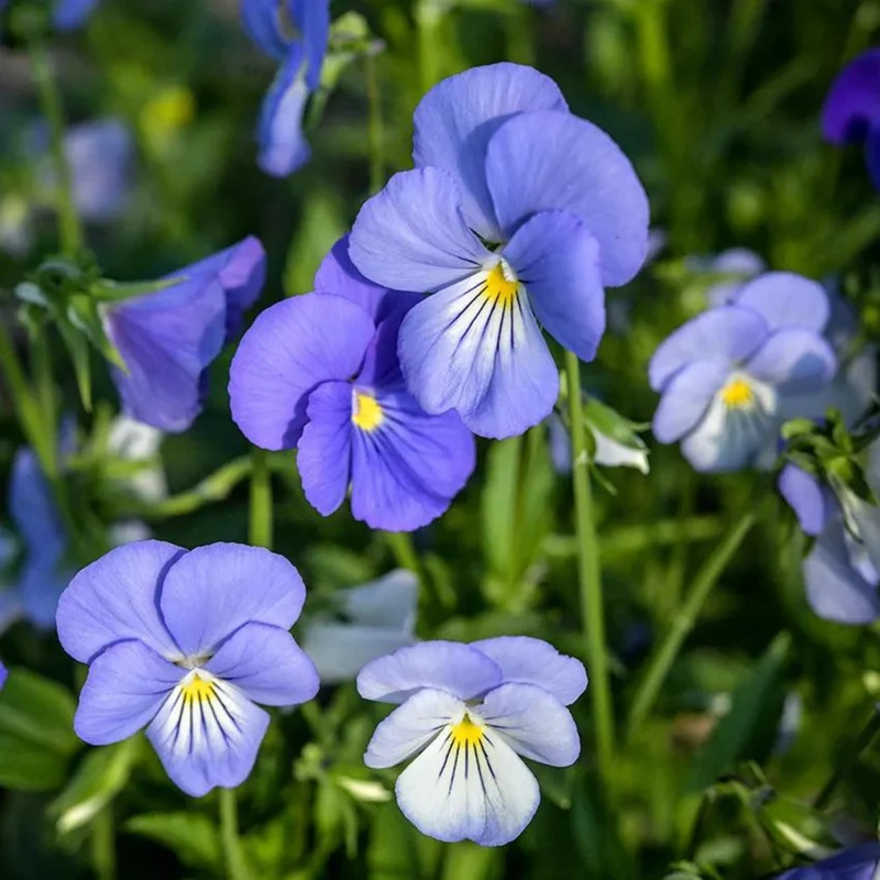 Violette Cornue 'Blue Perfection'