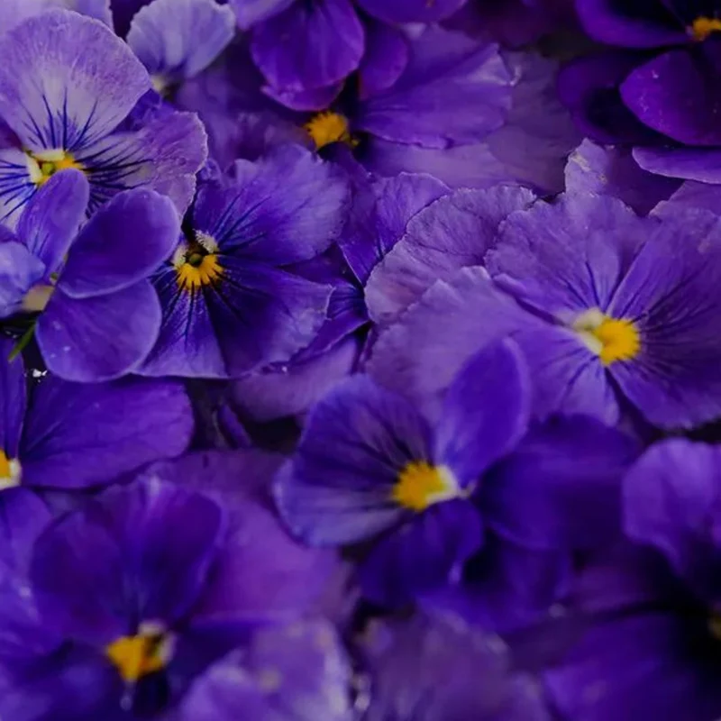 Violette Cornue 'Blue Perfection'