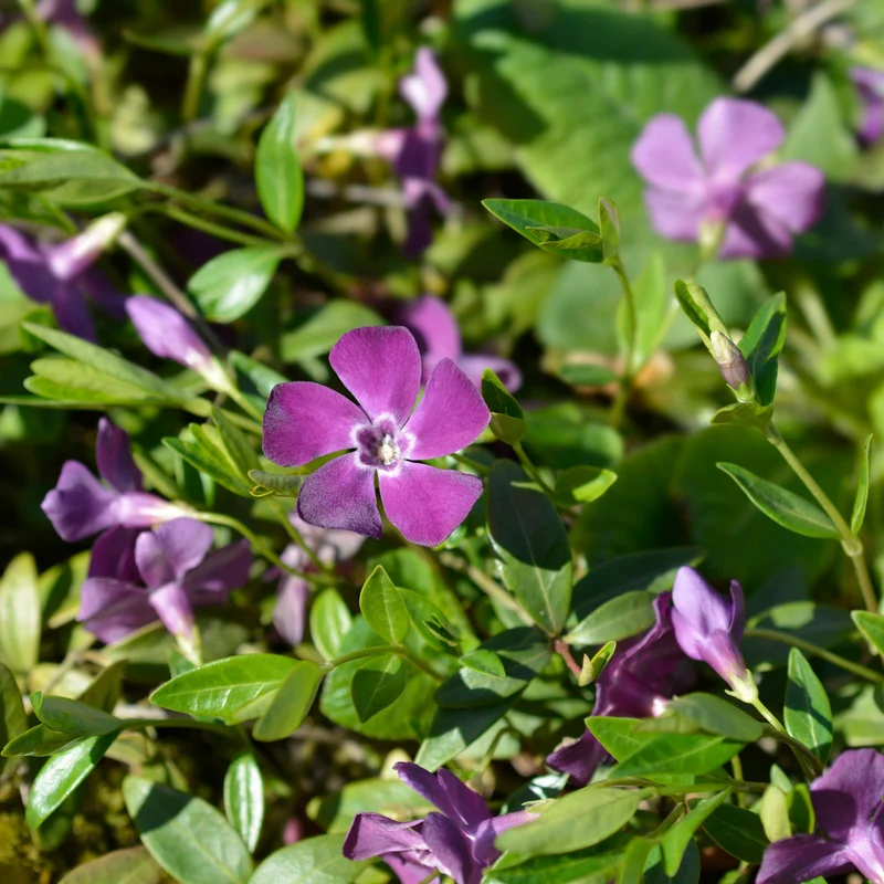Petite Pervenche 'Atropurpurea'