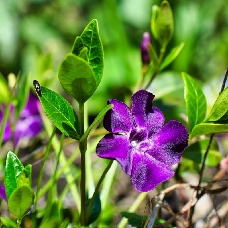 Petite Pervenche 'Atropurpurea'