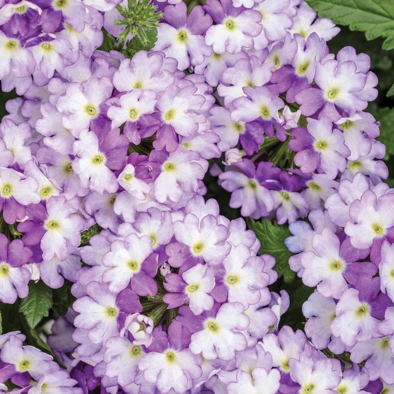 Verveine SUPERBENA SPARKLING® Amethyst