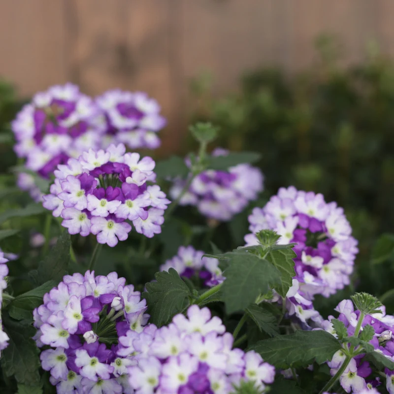 Verveine SUPERBENA SPARKLING® Amethyst