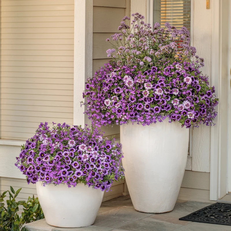 Verveine SUPERBENA SPARKLING® Amethyst