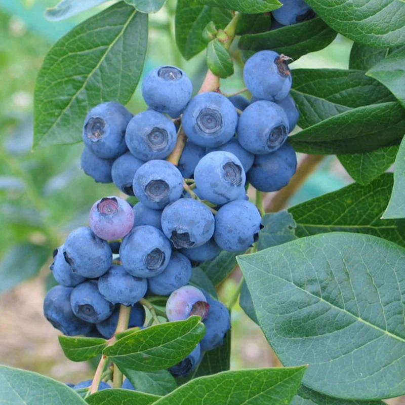 Bleuetier 'Sweetheart' - Vaccinium corymbosum