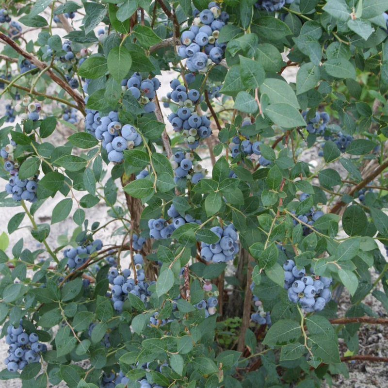 Bleuetier 'Sweetheart' - Vaccinium corymbosum