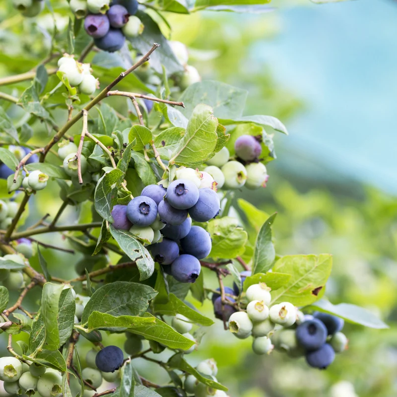 Bleuetier 'Patriot' - Vaccinium corymbosum