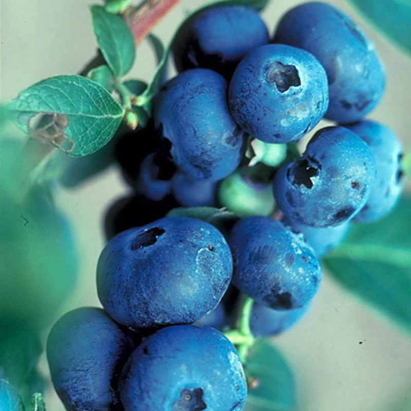 Bleuetier 'Patriot' - Vaccinium corymbosum