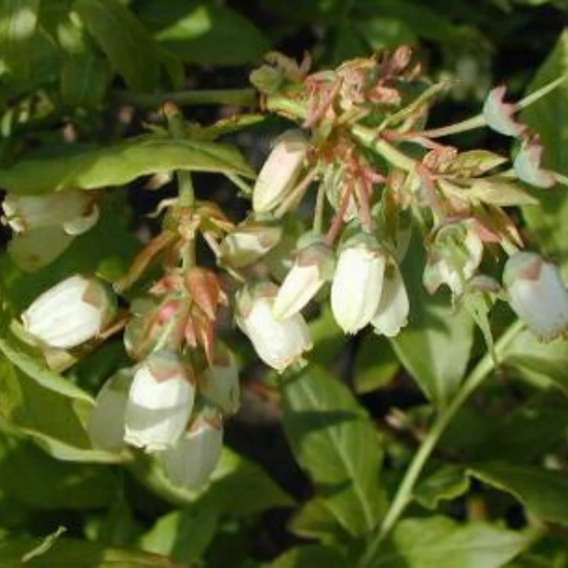 Bleuetier 'Patriot' - Vaccinium corymbosum