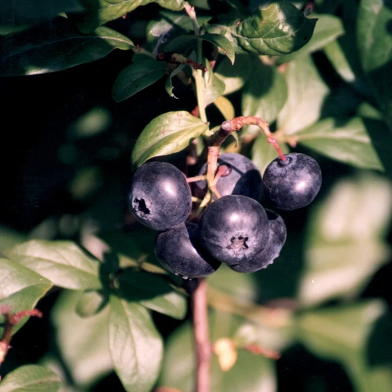 Bleuetier 'Patriot' - Vaccinium corymbosum