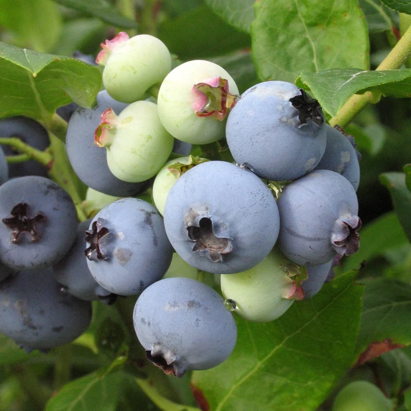 Bleuetier 'Patriot' - Vaccinium corymbosum