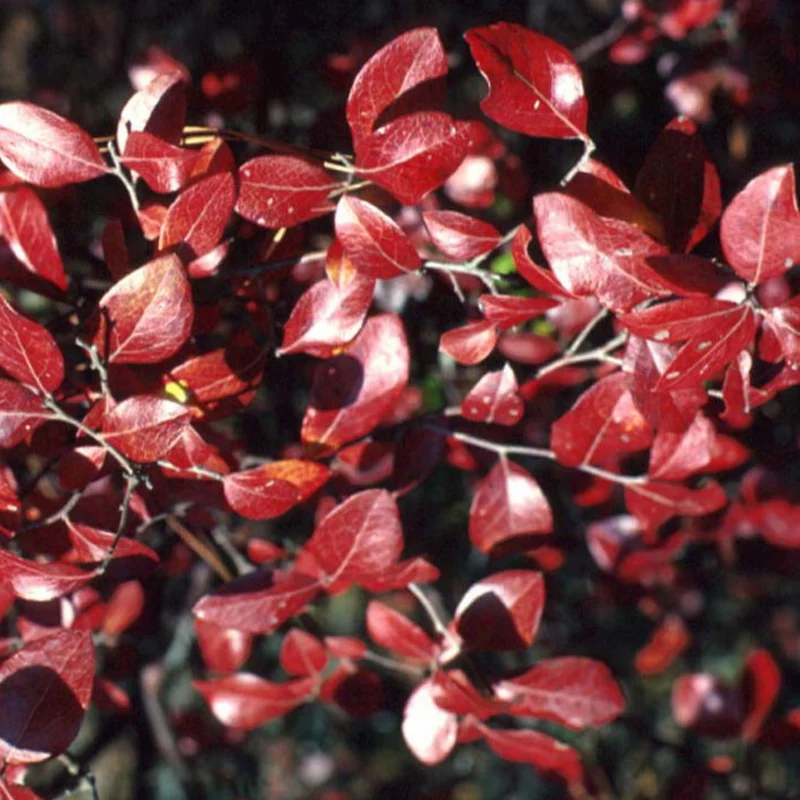 Bleuetier 'Patriot' - Vaccinium corymbosum