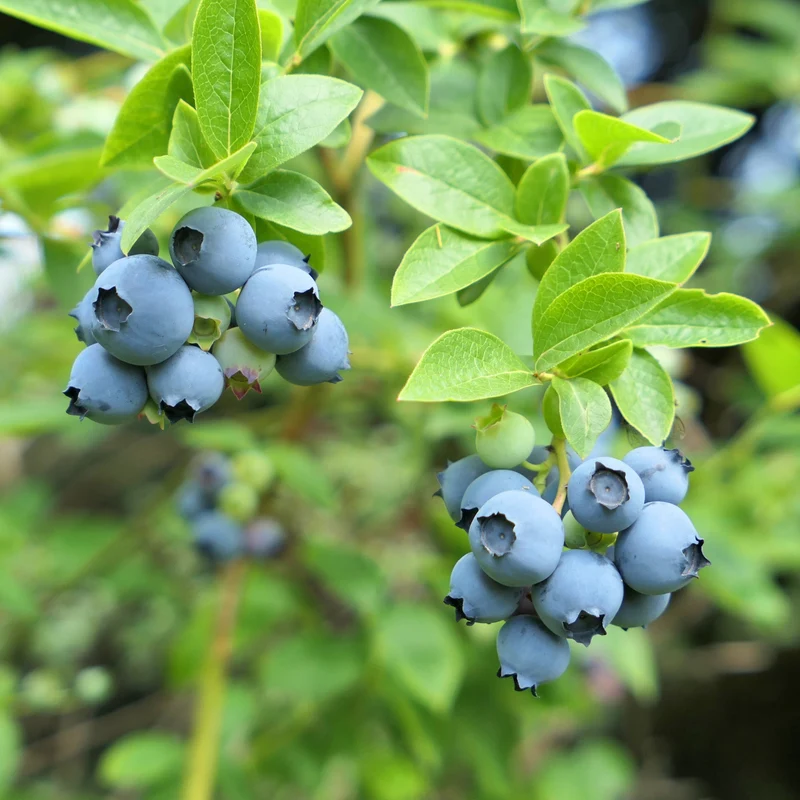 Bleuetier 'Northland' - Vaccinium corymbosum