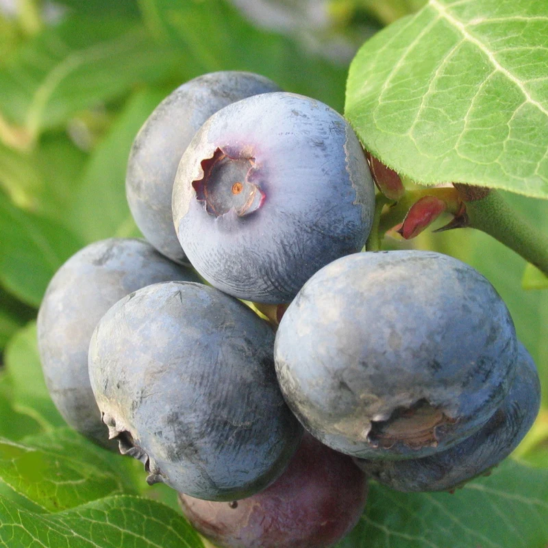 Bleuetier 'Northland' - Vaccinium corymbosum