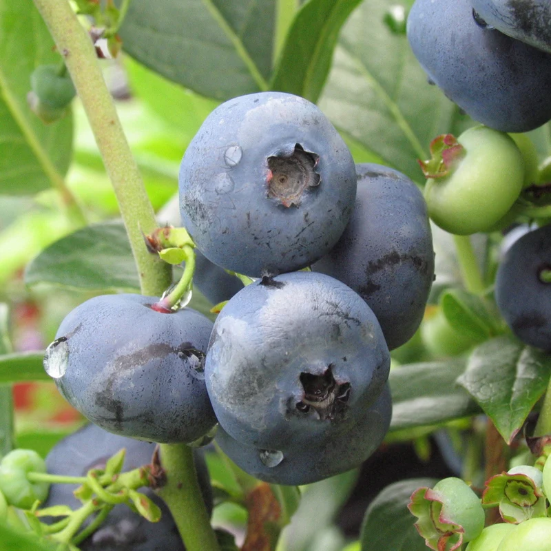 Bleuetier nain 'Northblue' - Vaccinium corymbosum