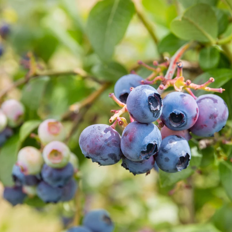 Bleuetier nain 'Northblue' - Vaccinium corymbosum