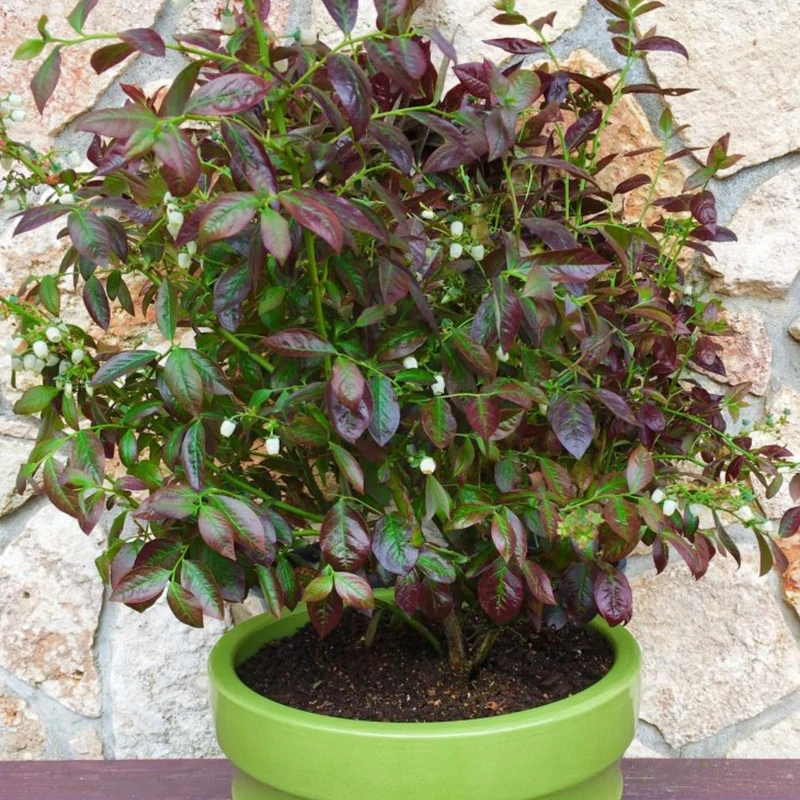Bleuetier 'Cabernet Splash™' - Vaccinium corymbosum