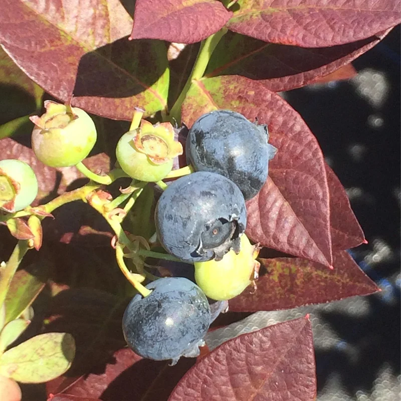 Bleuetier 'Cabernet Splash™' - Vaccinium corymbosum