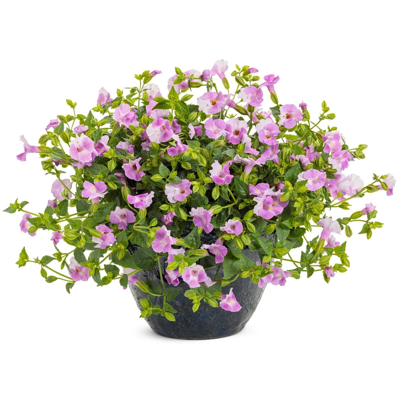 Torenia CATALINA® Pink Improved