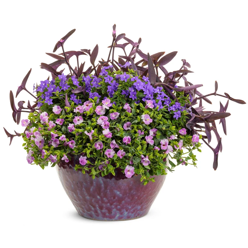 Torenia CATALINA® Pink Improved