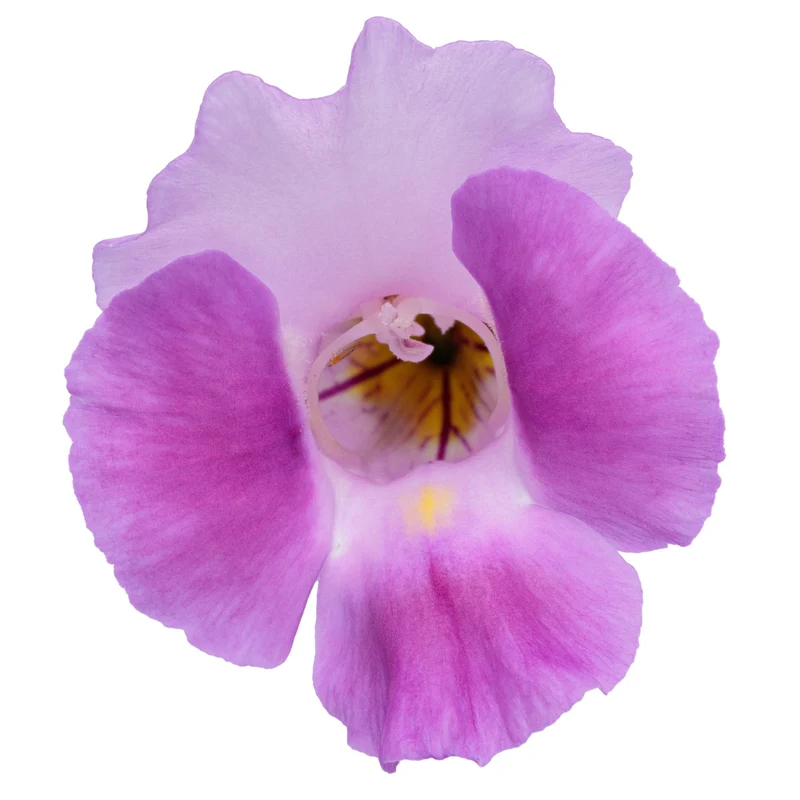 Torenia CATALINA® Pink Improved