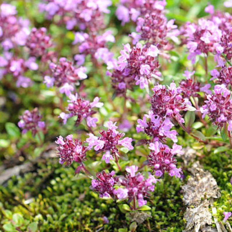 Thym serpolet
