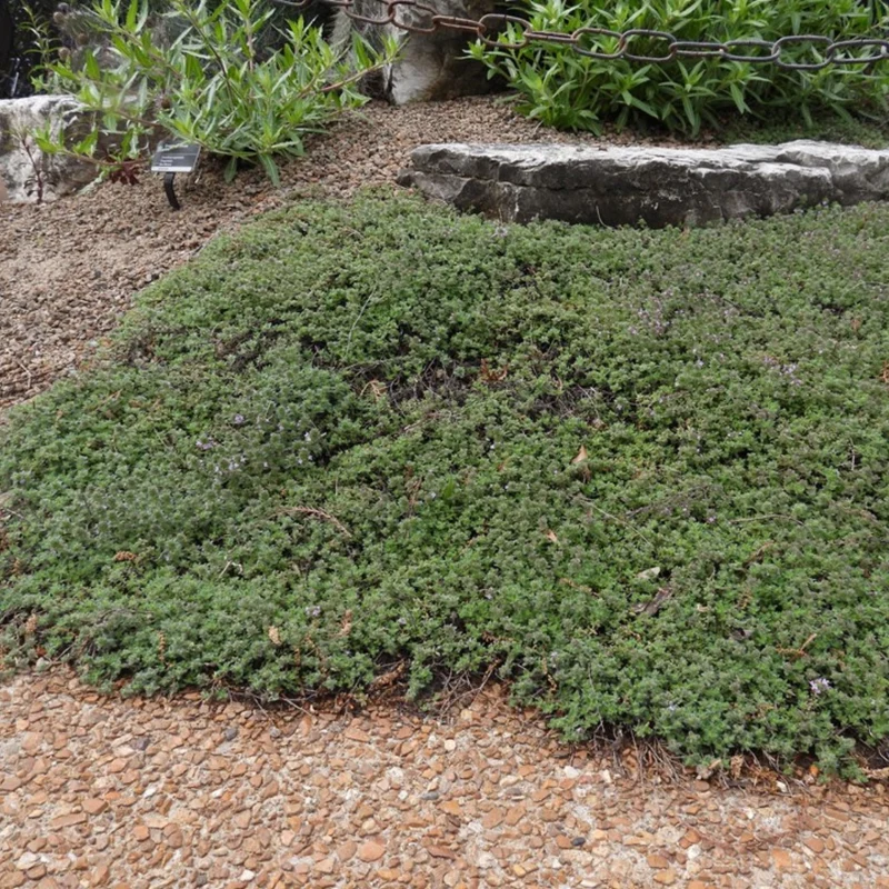 Thymus pseudolanuginosus - Thym laineux